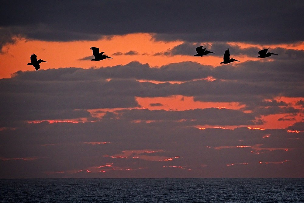Pelicans At Sunrise
