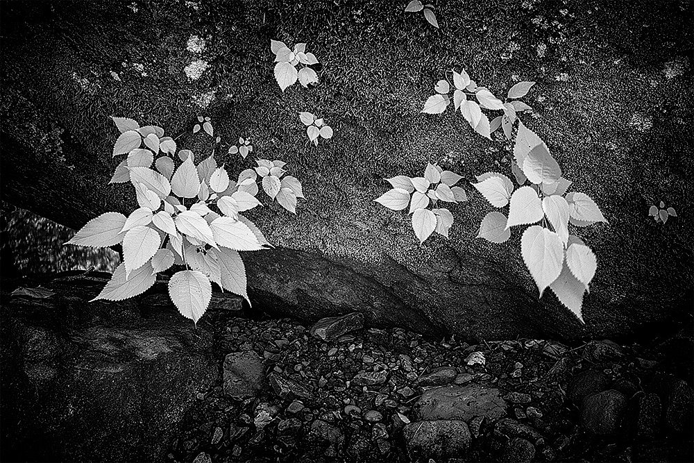 Plants And Stones In Creek Bed