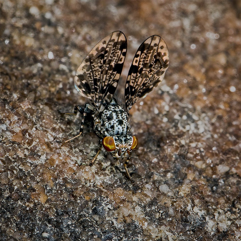 Peacock Fly On Sandstone