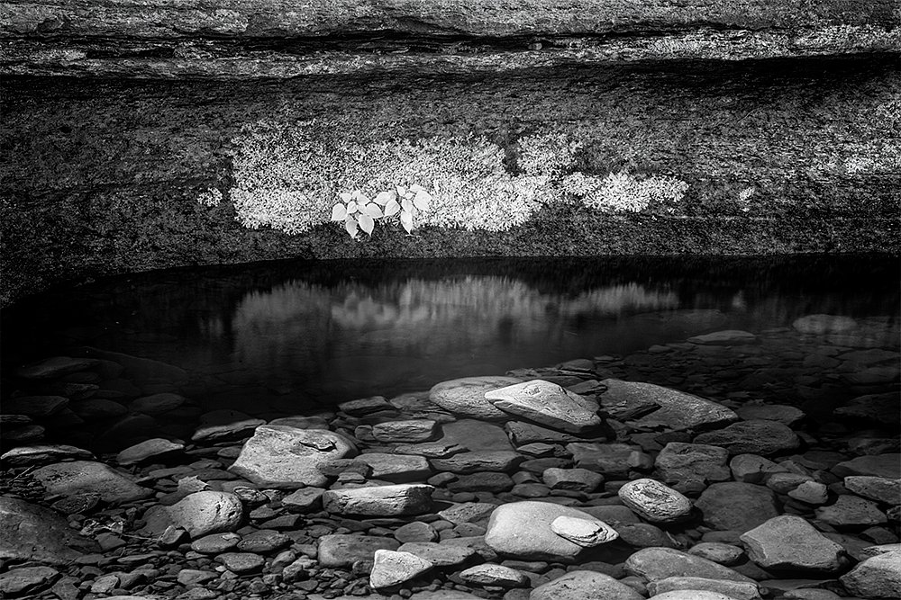 Plants Water And Rocks