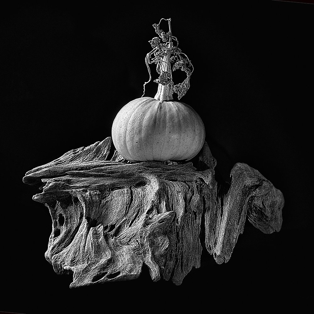 Pumpkin On Driftwood