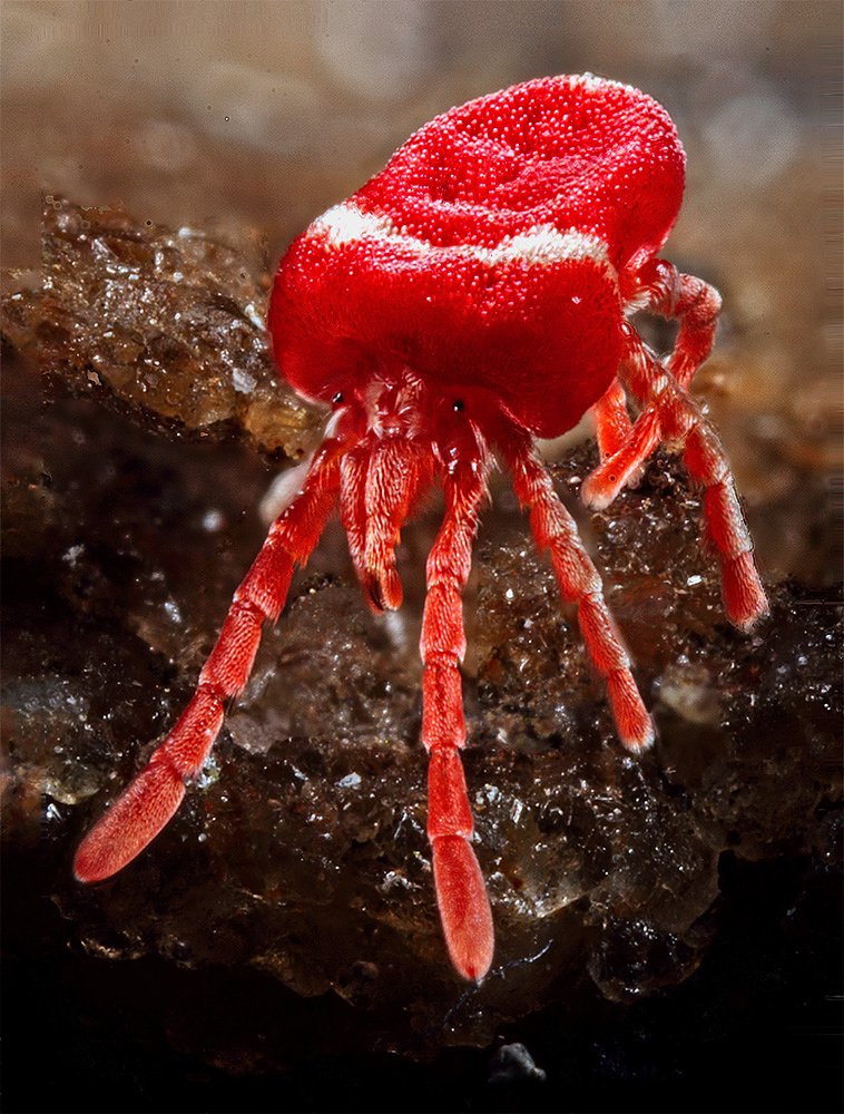 The Red Mite From Outer Space