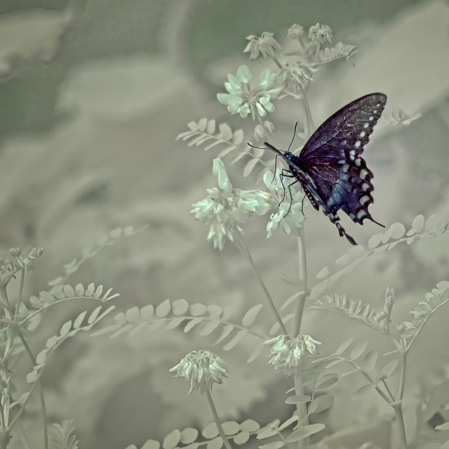 Spicebush On Crown Vetch