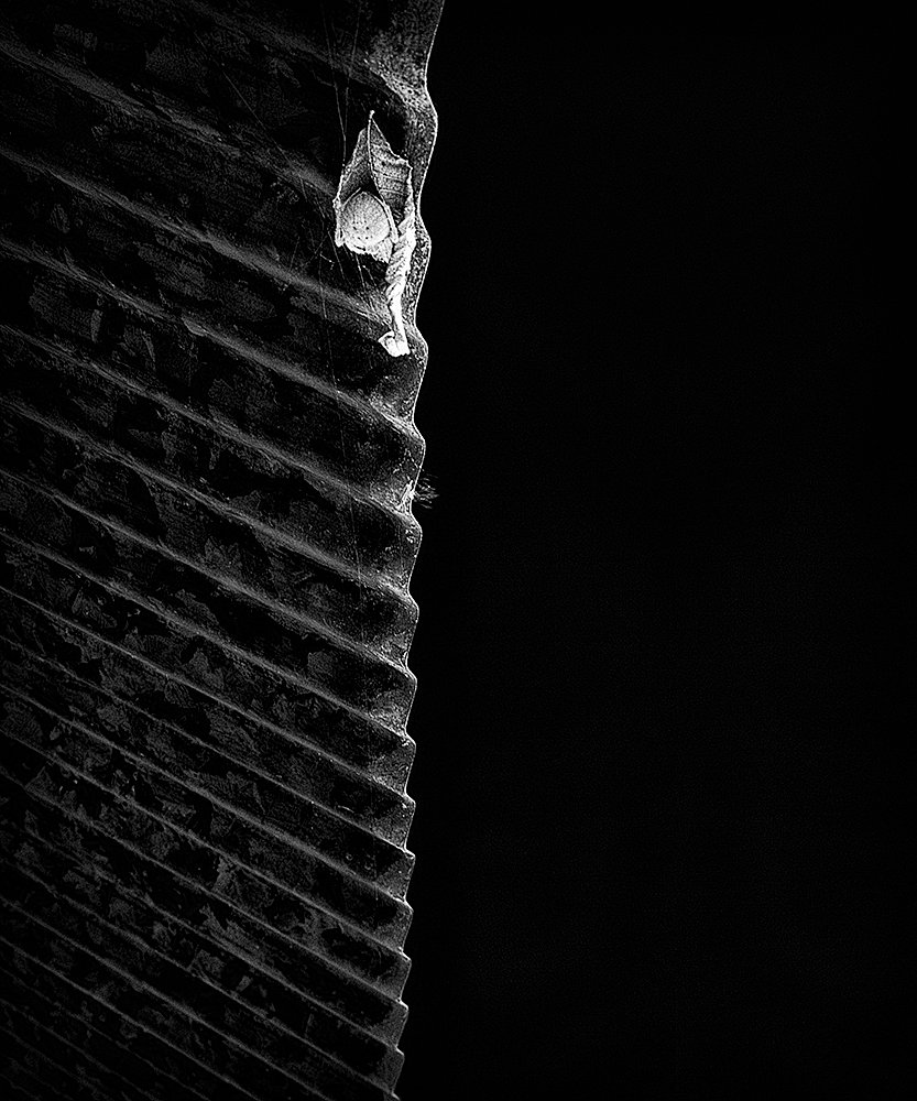 Spider