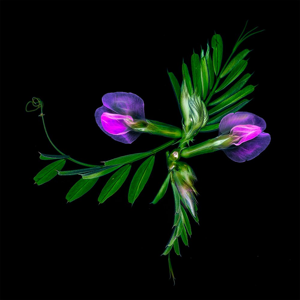 Vetch Against Black