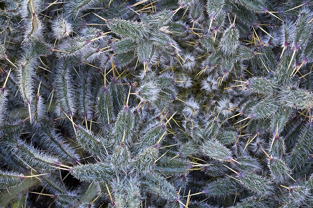 Thistle Foliage