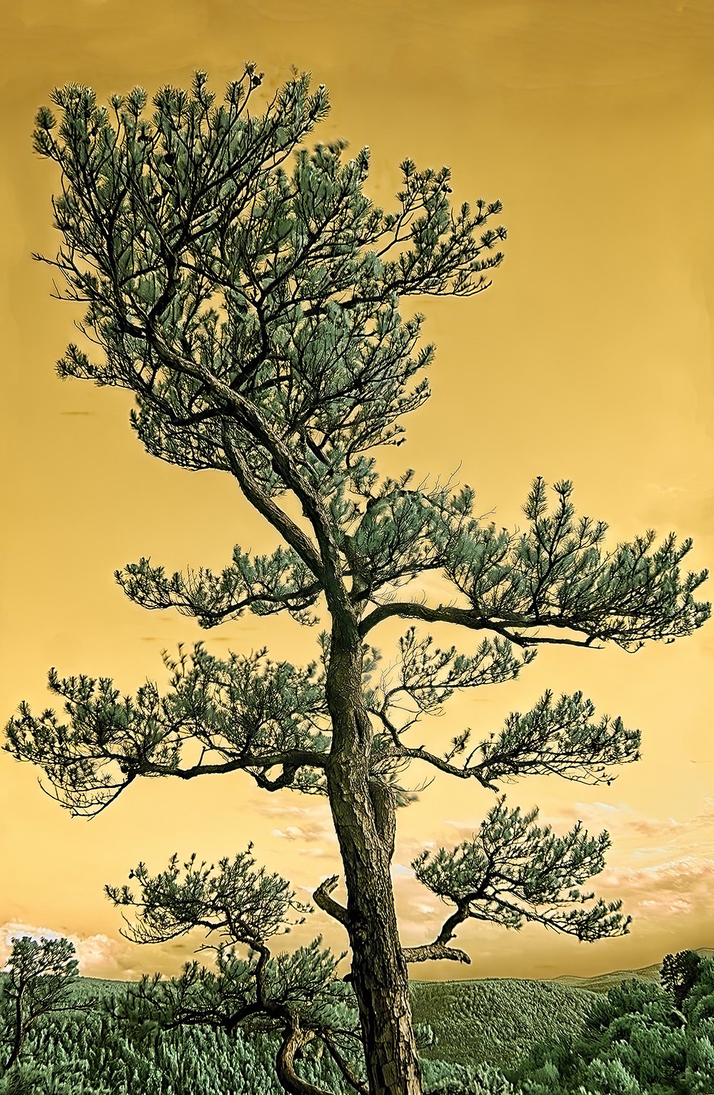 Tree At Sunset