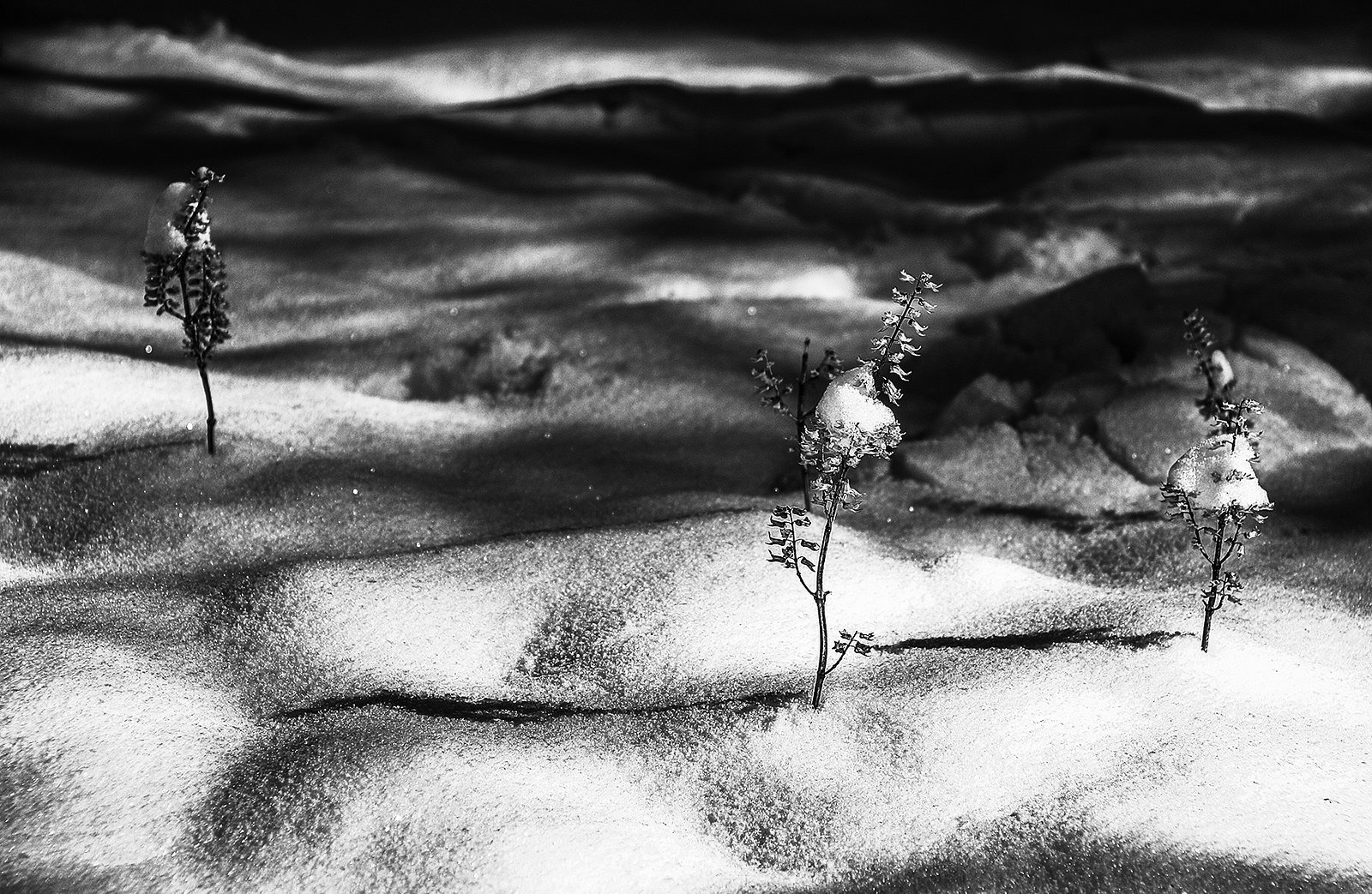 Weeds In Snow