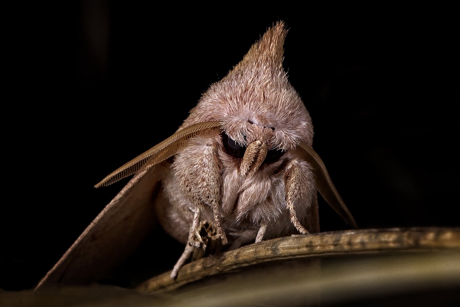 White Dotted Prominent Moth