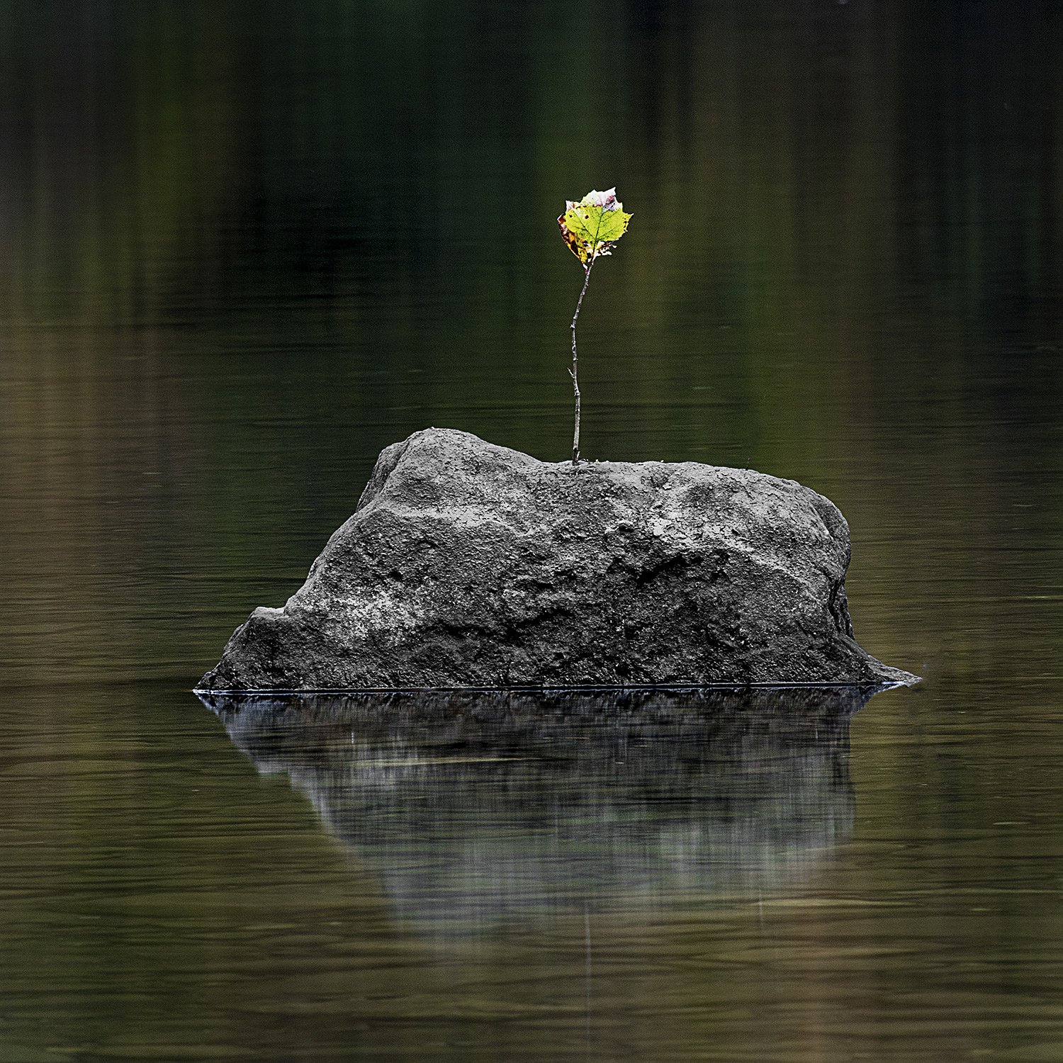 Rock And Sapling Floating Down The River