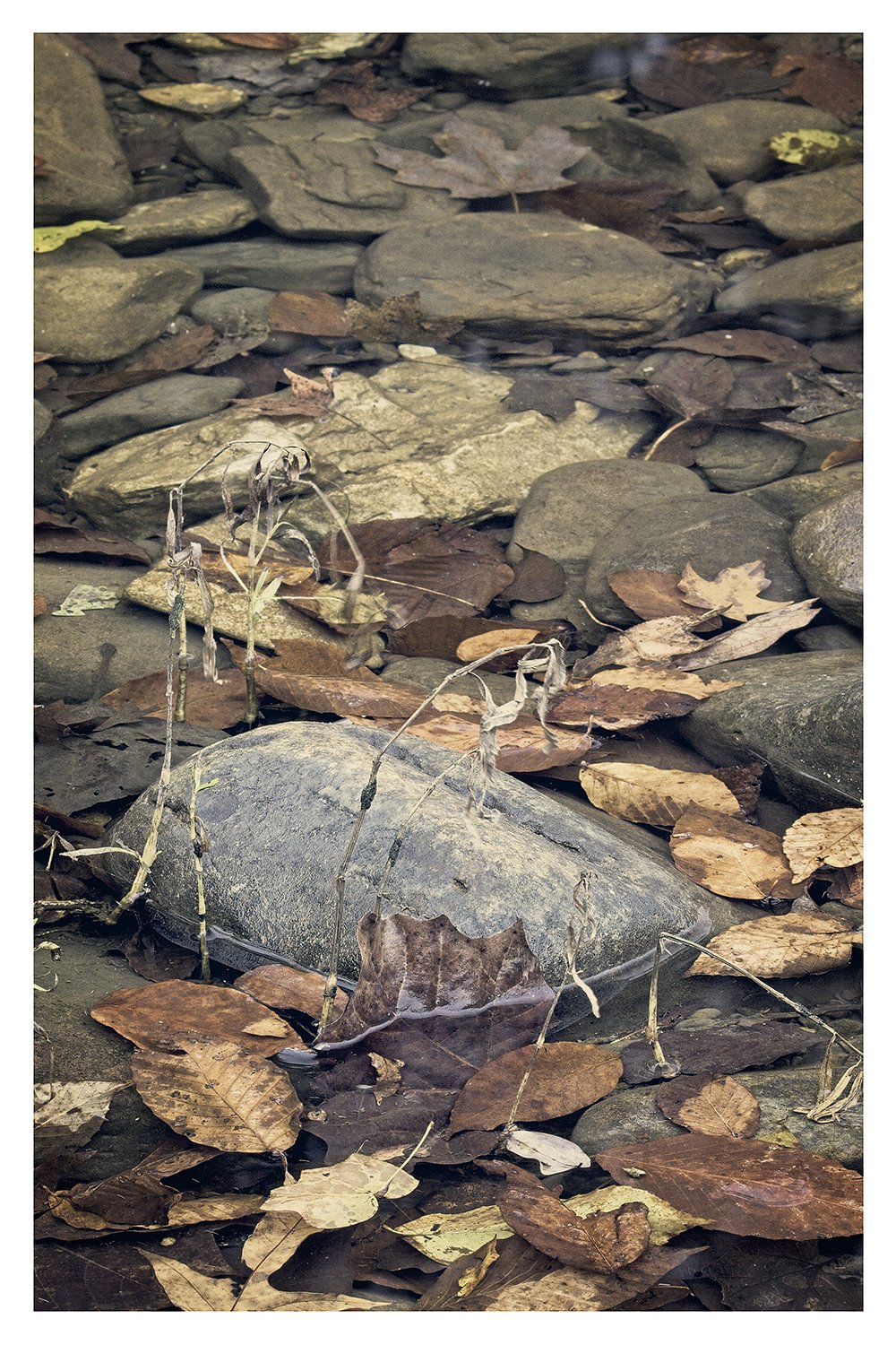 Riverbed In The Fall