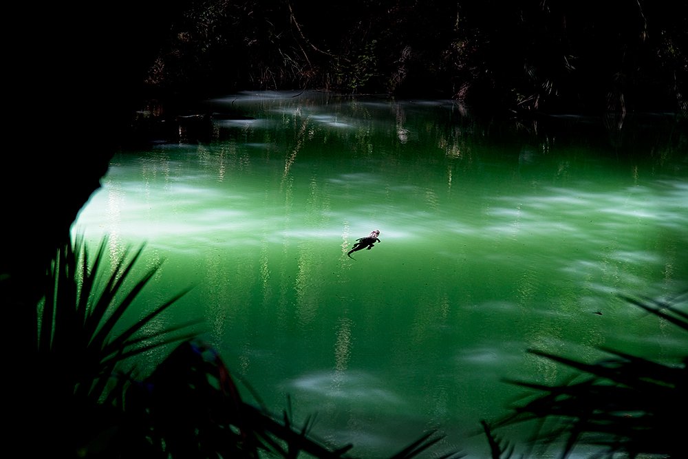 Alligator Swimming In Green Springs