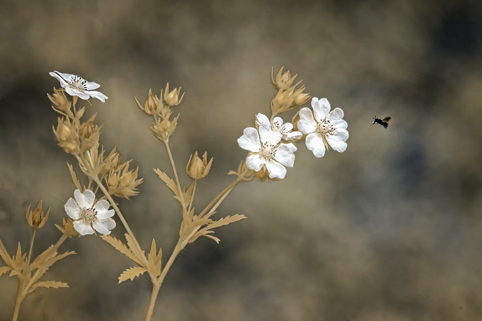 Bee And Sulphur Cinquefoil Blossoms