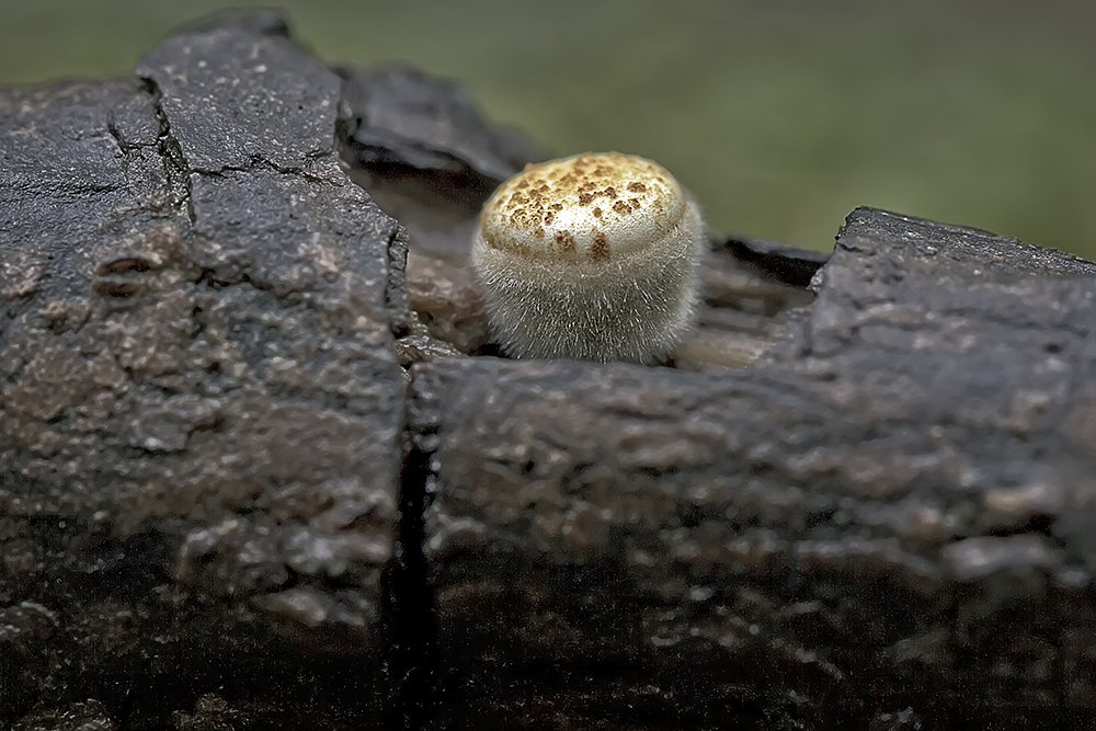 Bird Nest Fungi