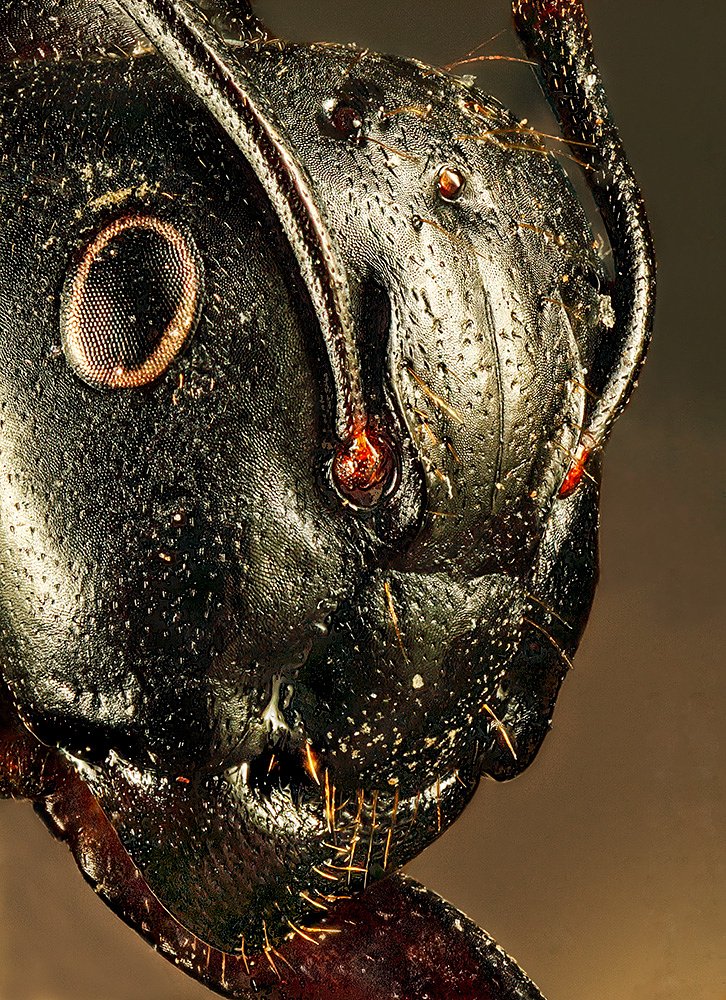 Carpenter Ant Head