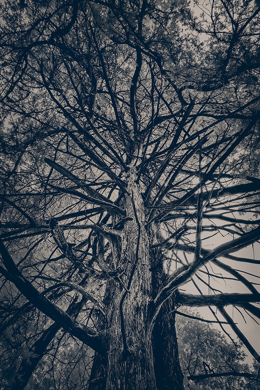 Cedar Tree