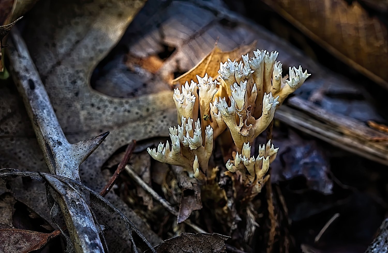 Crown-Tipped Coral Fungus And Sunlight