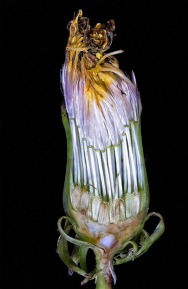 Interior Structure Of A Dandelion Bud