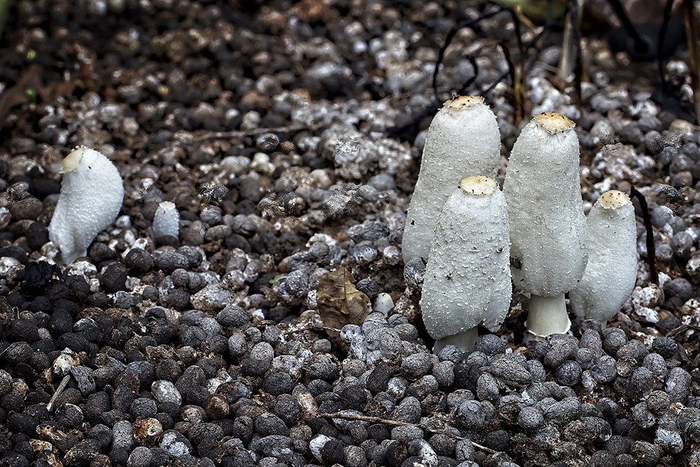 Dead Man Fingers