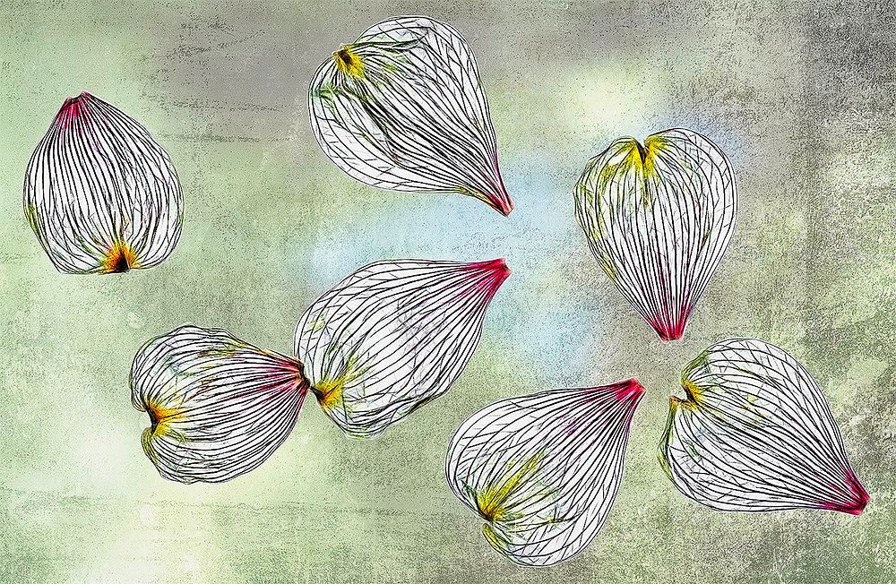 Dogwood Petals