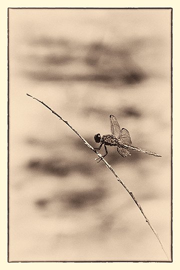 Dragonfly On A Twig