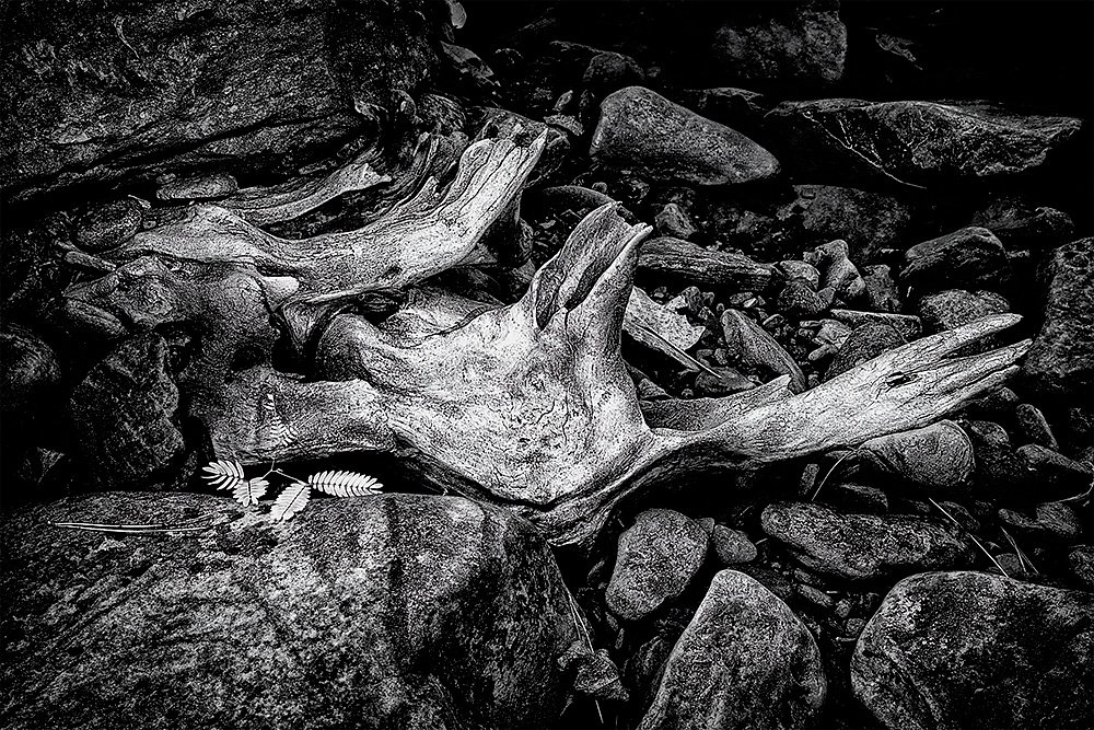 Driftwood And Rocks