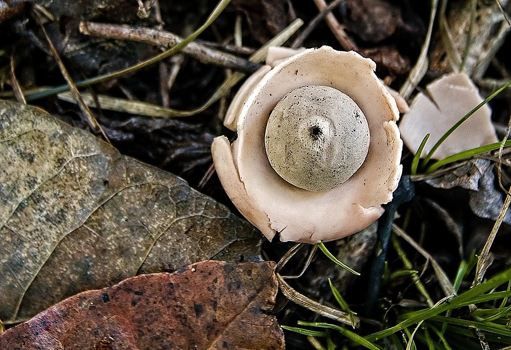 Earthstar