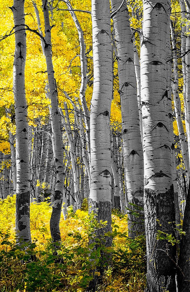 Fall Aspens