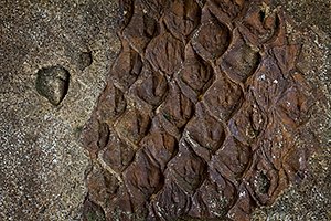 Fossilized Giant Club Moss Imprint