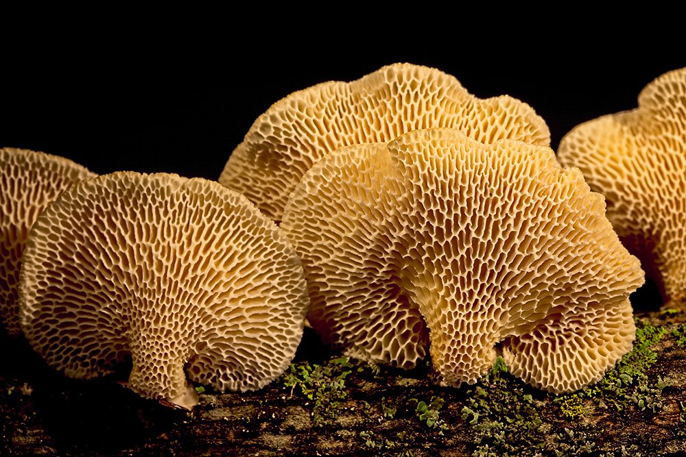 Hexagonal Pored Polypore