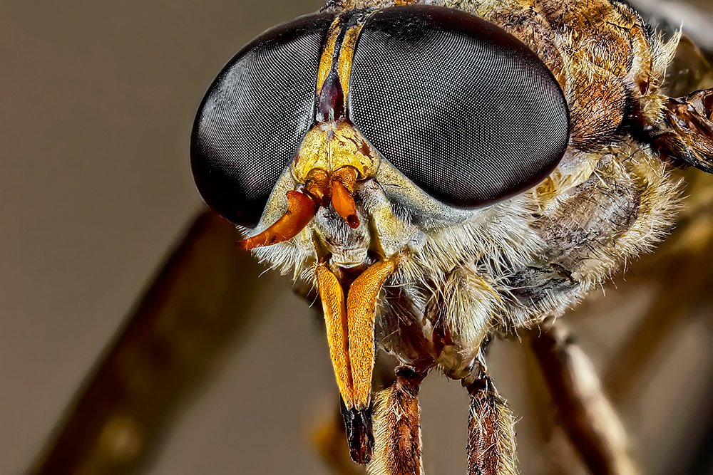 Horse Fly