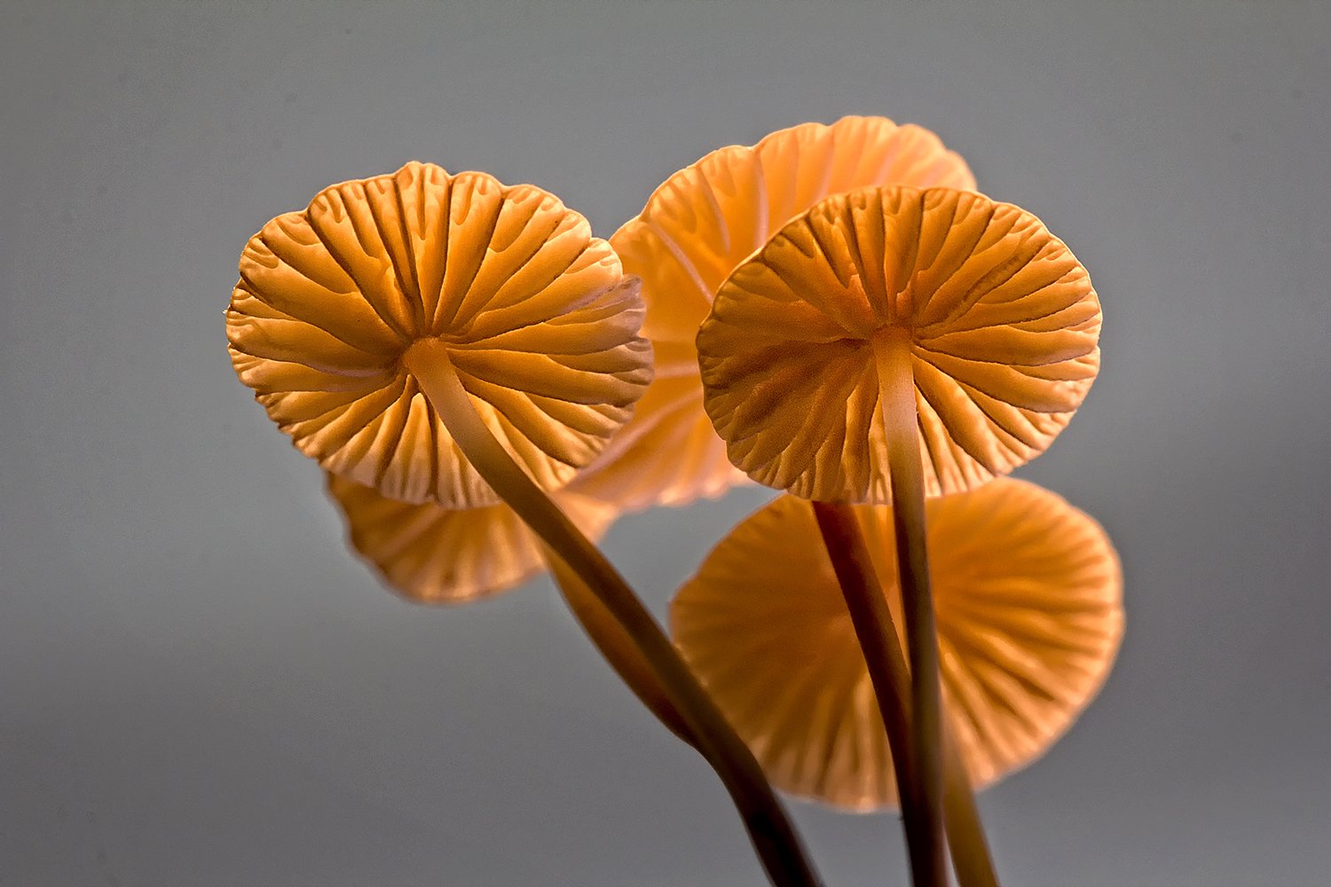 Insect View Of Mushrooms