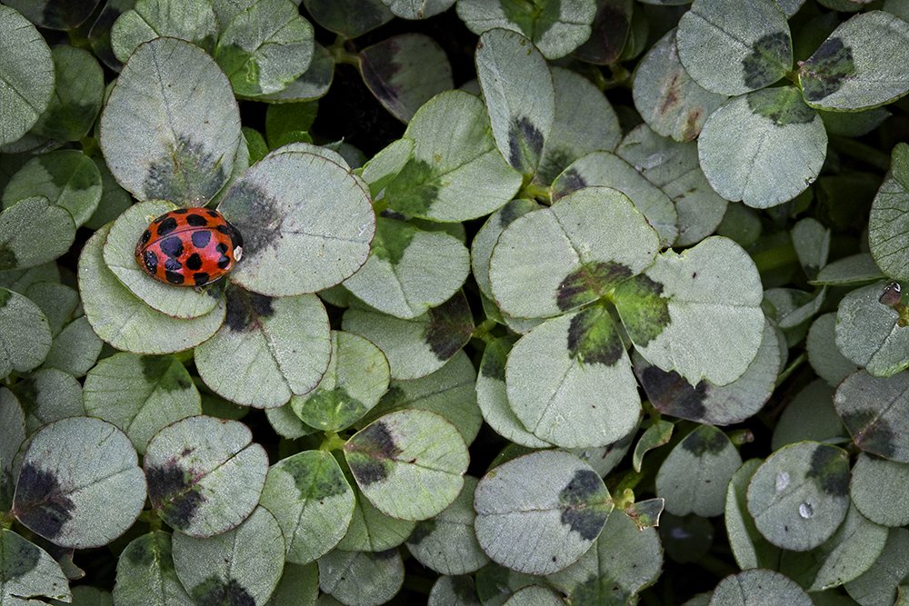 Lady Bug On Clover
