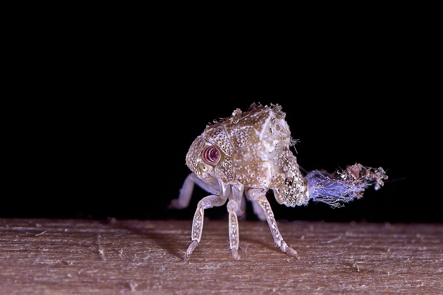 Leafhopper Nymph