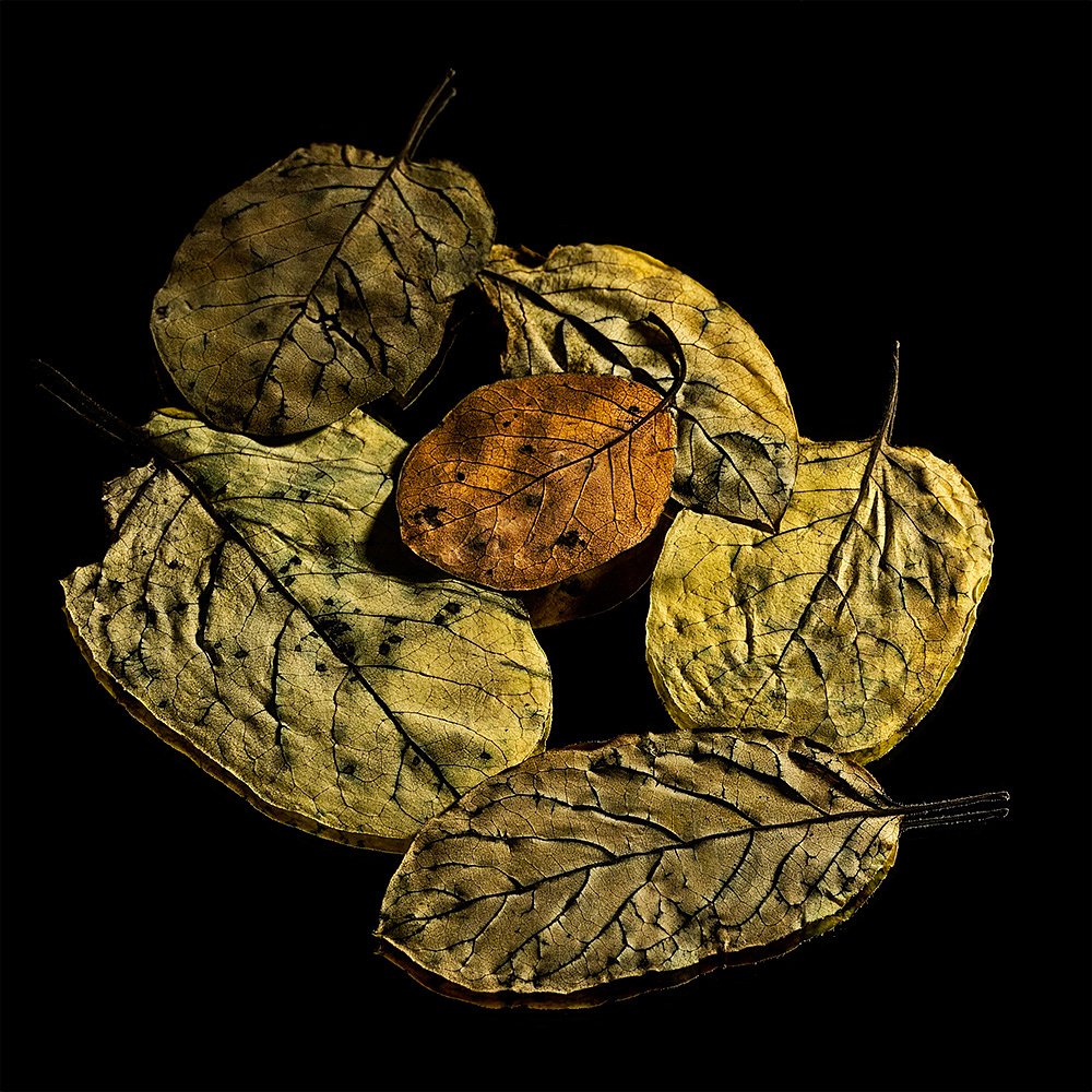 Leaves