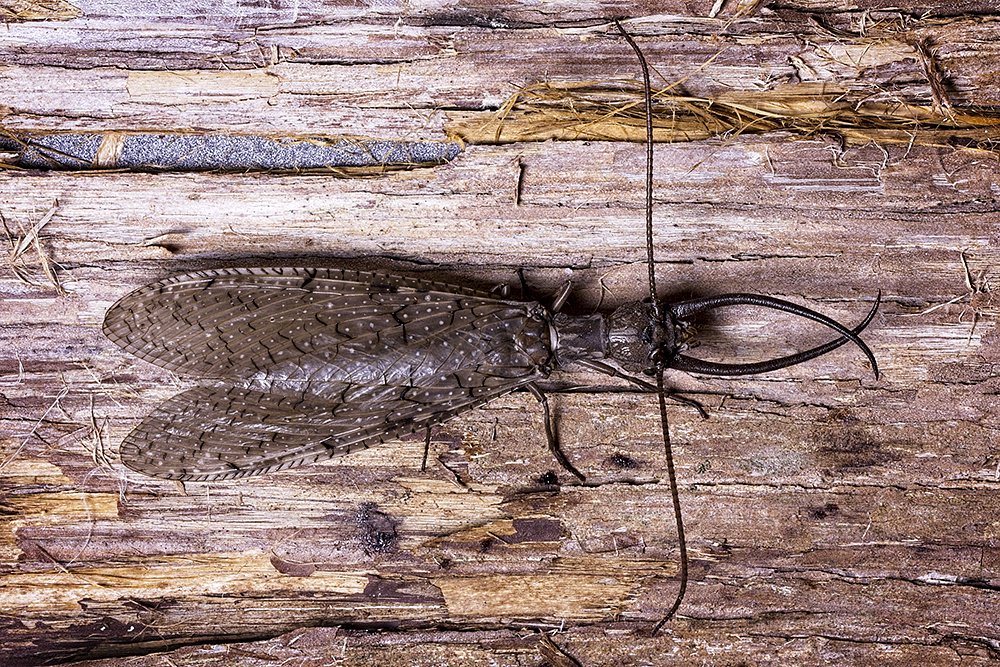 Male Eastern Dobsonfly